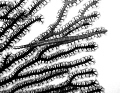   tiny juvenile trumpet fish gorgonian. Lighthouse Atoll Belize 45 fsw. gorgonian fsw  